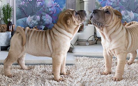 star fawn sharpei